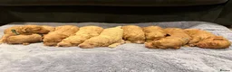 Labradoodle dogs for sale: 🐾 F1B Labradooles 🐾 2 sold already  in Ware - Advert 4