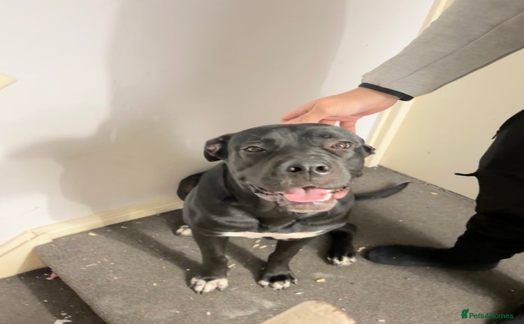 Cane Corso dogs Beautiful Cane Corso for sale - Advert 5