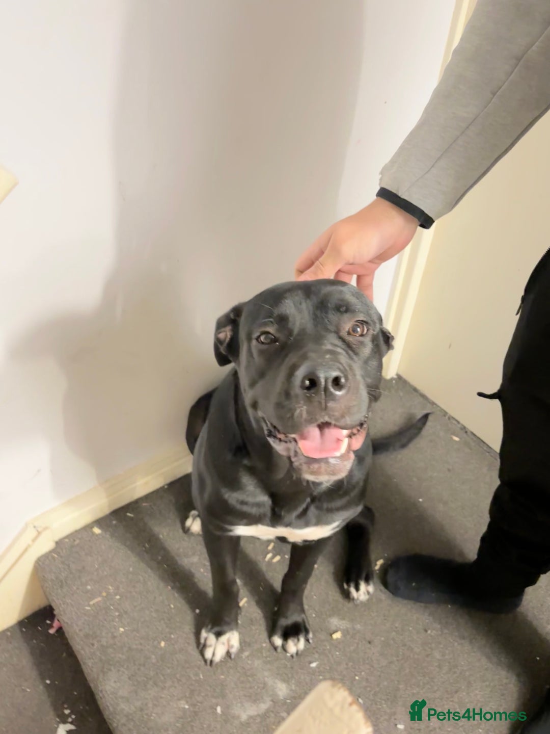 Cane Corso dogs for sale: Beautiful Cane Corso for sale - Advert 1