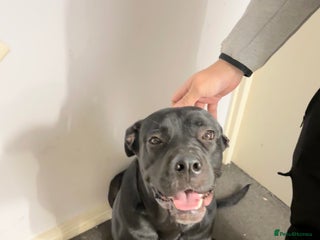Cane Corso dogs Beautiful Cane Corso for sale - Advert 3