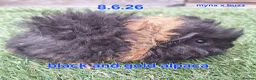 Guinea Pig rodents for sale: Fluffy boy guinea pigs teddy, alpaca, peruvian - Advert 2