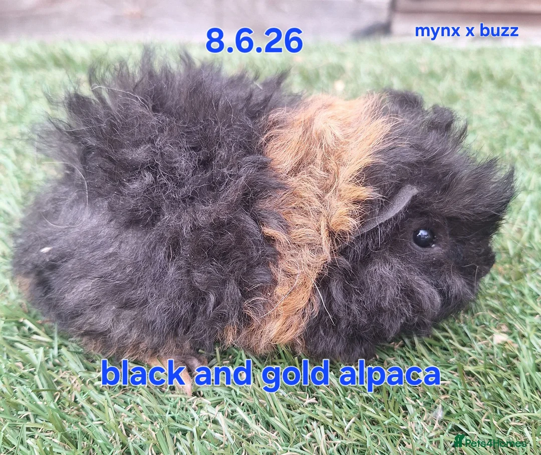 Guinea Pig rodents for sale: Fluffy boy guinea pigs teddy, alpaca, peruvian - Advert 2