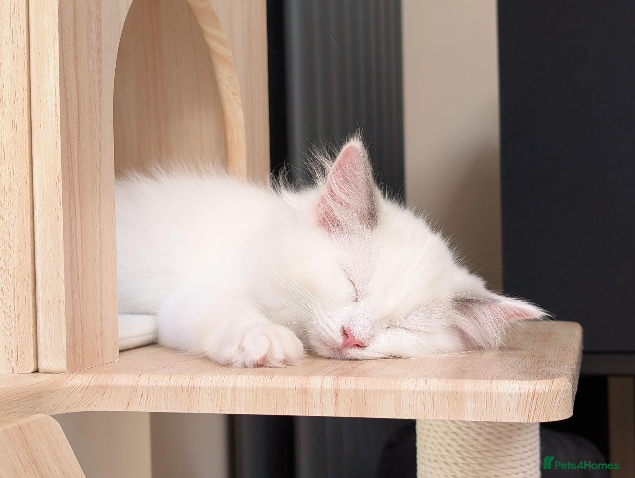 Ragdoll cats Adorable little Ragdolls  - Advert 1