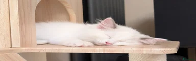 Kitten Girl 3