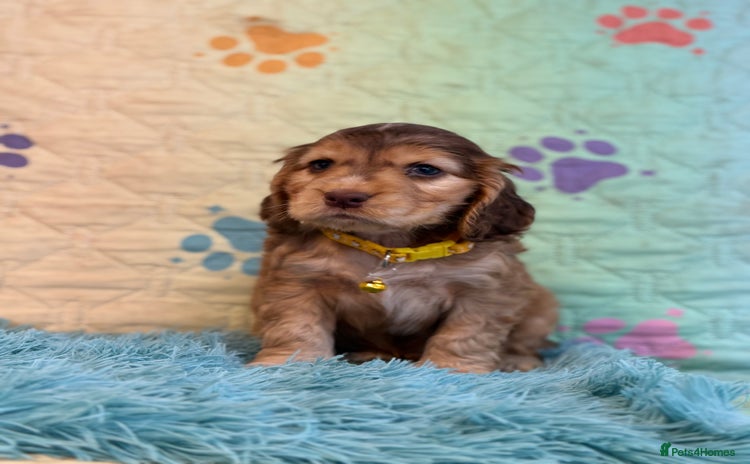 Cocker Spaniel dogs - Advert 16
