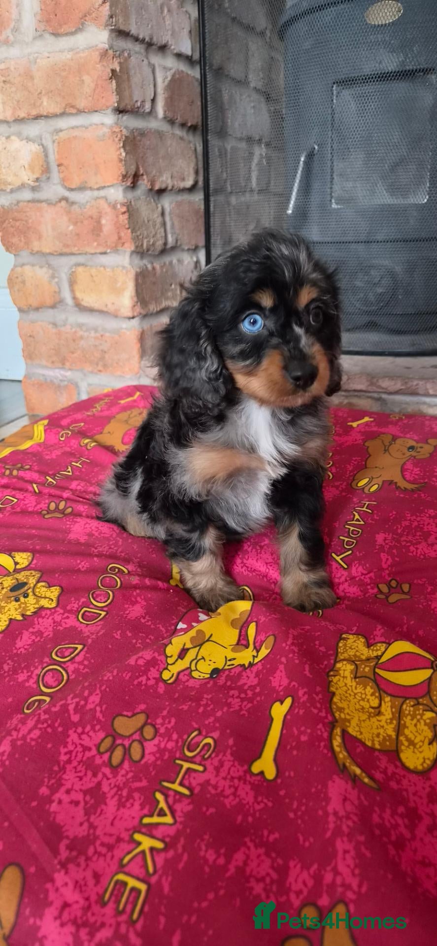 Cavapoo dogs Health tested F1 mini cavapoo puppies  - Advert 4