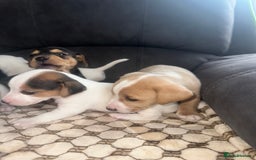Mixed Breed dogs for sale: I have six beautiful jack dash for sale  - Image 4