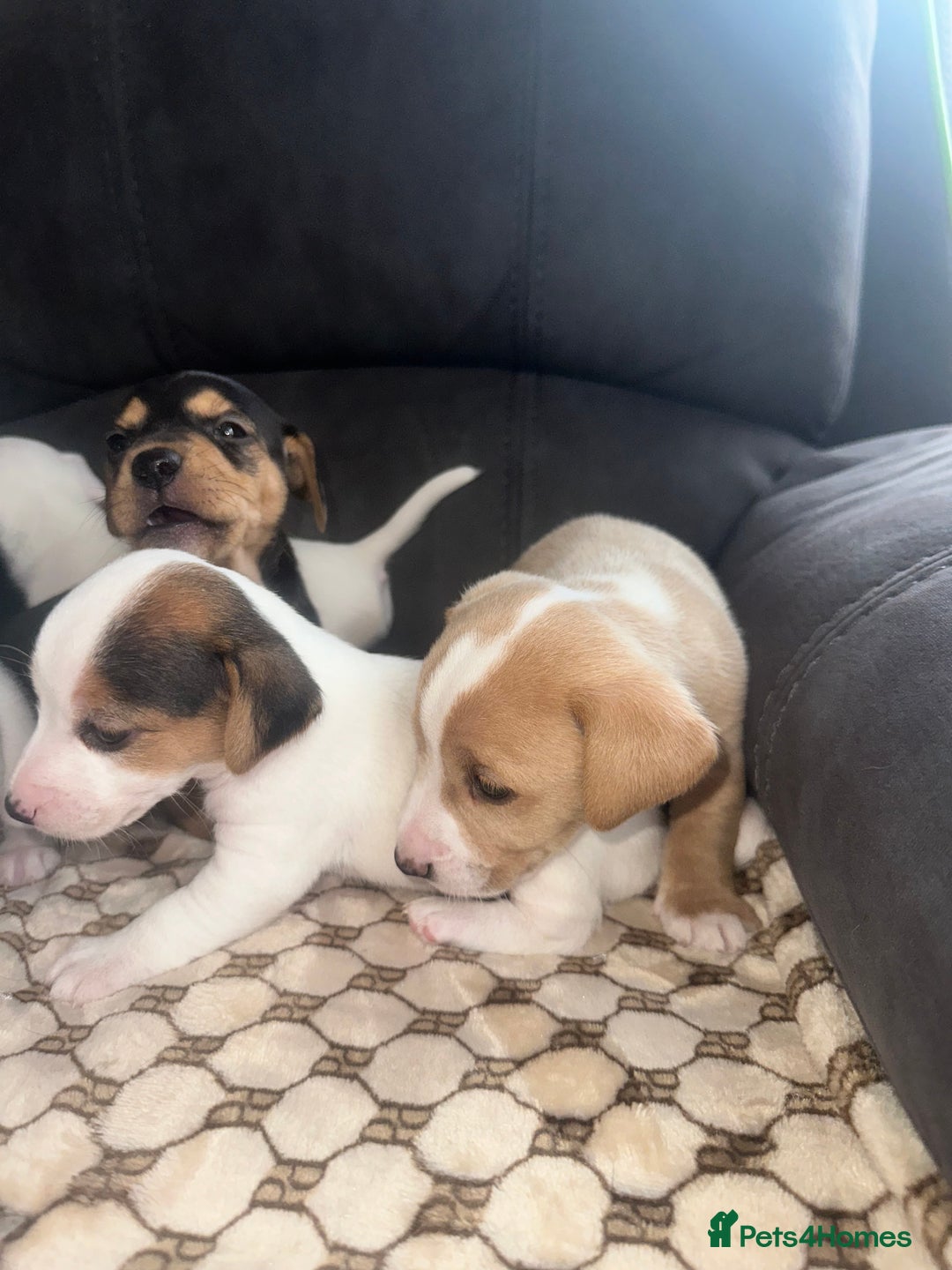 Mixed Breed dogs for sale: I have six beautiful jack dash for sale  - Image 4