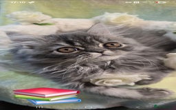 Persian cats for sale: 4 Persian Kittens - Image 8