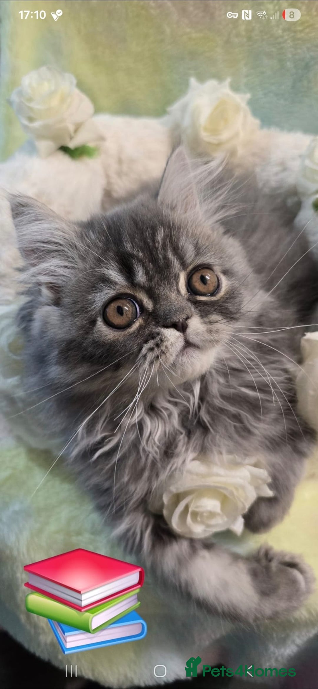 Persian cats for sale: 4 Persian Kittens - Image 8