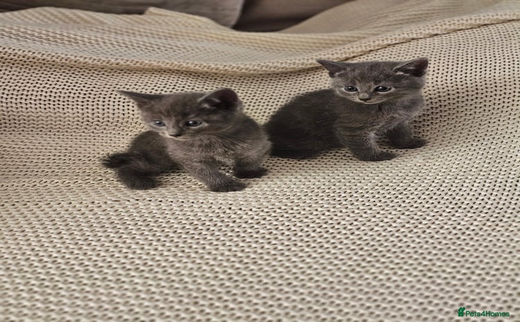 Russian Blue cats - Advert 4