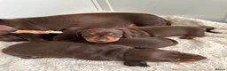 Miniature Dachshund dogs for sale: KC Registered Quality Mini Dachshunds - PRA Clear - Advert 13