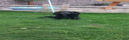 Sprocker dogs for stud: Outstanding Black Sprocker Spaniel for Stud in Yeovil - Advert 4