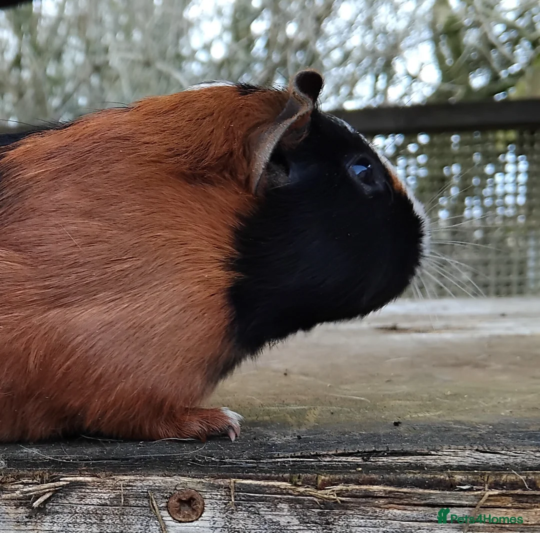 Guinea Pig rodents for sale: Slate and Tort and White baby boys. - Advert 5