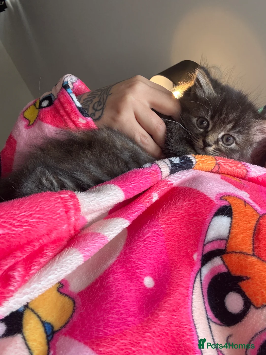 Mixed Breed cats for sale: Last long haired female remaining 🖤 - Advert 2