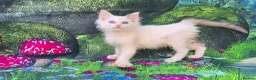 Ragdoll cats for sale: GCCF Registered Ragdoll Kittens  - Advert 5