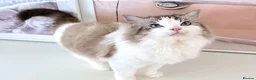 Ragdoll cats for sale: INDOOR GCCF REG 4 YEARS OLD RAGDOLL MALE CAT - Advert 21