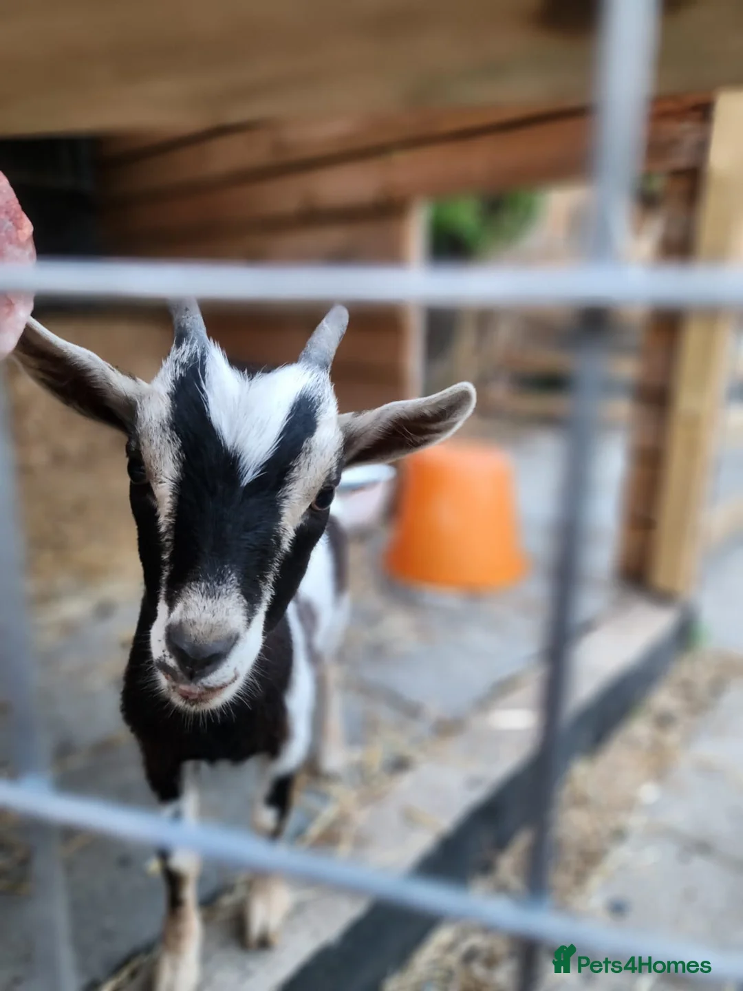 Goats livestock for sale: Goats  in Westcliff-on-Sea - Advert 3