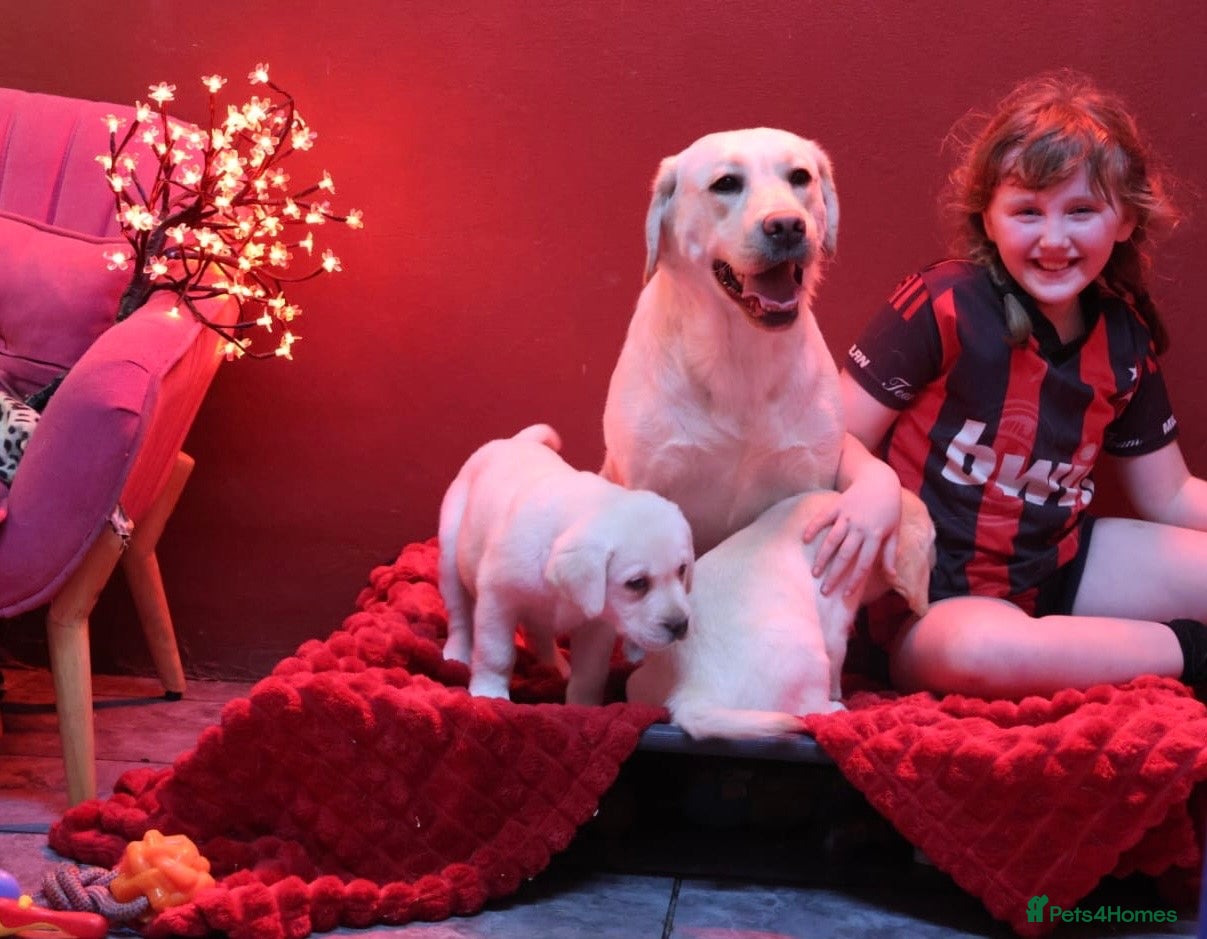 Golden Retriever dogs Health Tested, champion bloodlines Great with Kids - Advert 2