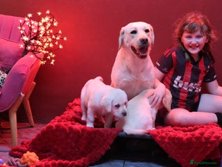 Golden Retriever dogs Health Tested, champion bloodlines Great with Kids - Advert 2