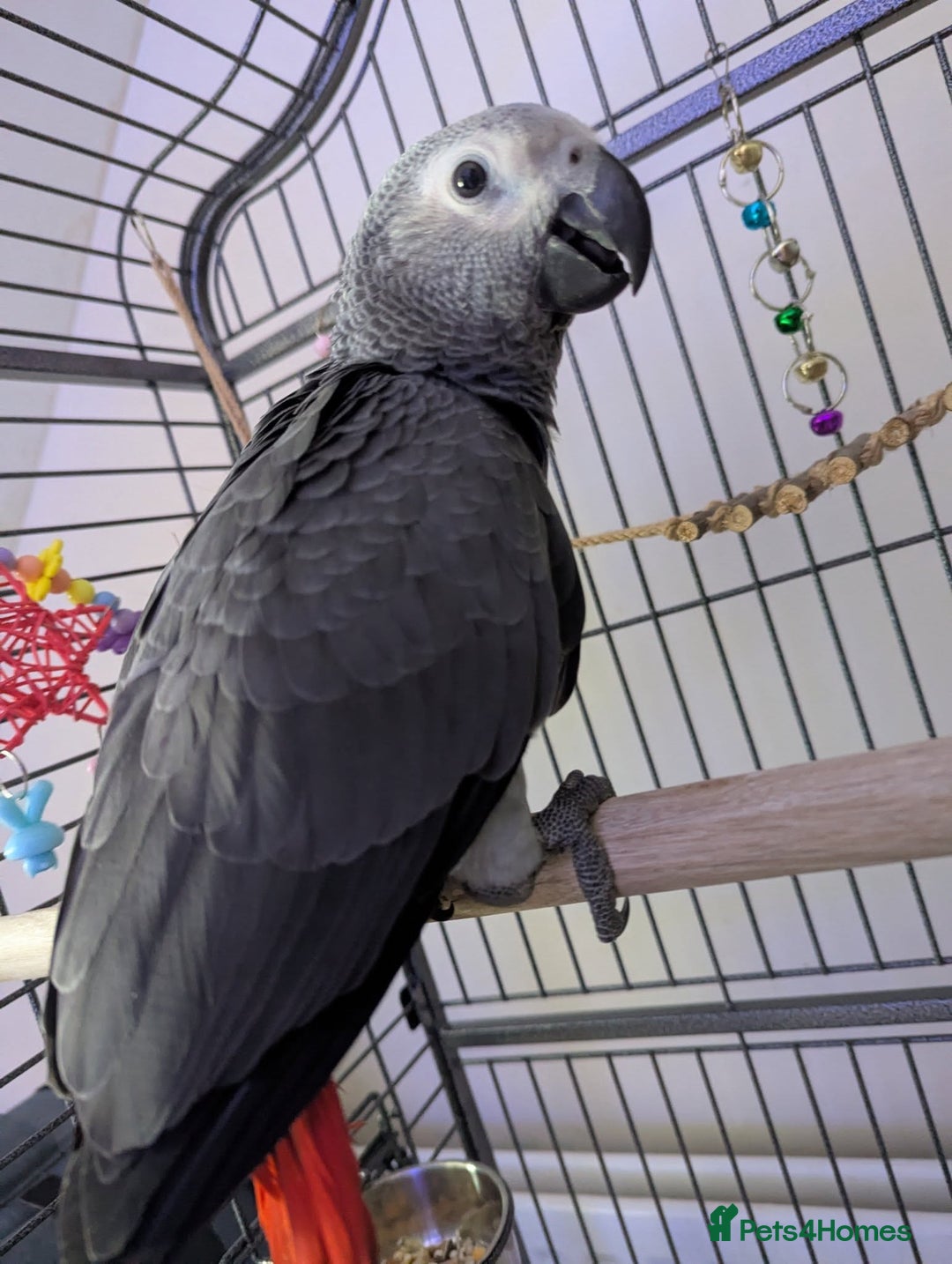 Parrots birds for sale: African grey parrot (Skittles) - Image 9