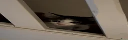 Mixed Breed cats for sale: Meet Minnie Mixed Breed Kitten - Advert 4