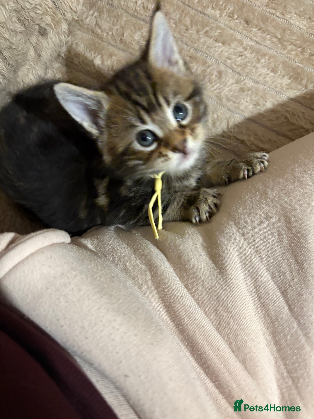 Maine Coon cats for sale: Maine Coon Type Kittens — Fluffy, Friendly - Advert 17