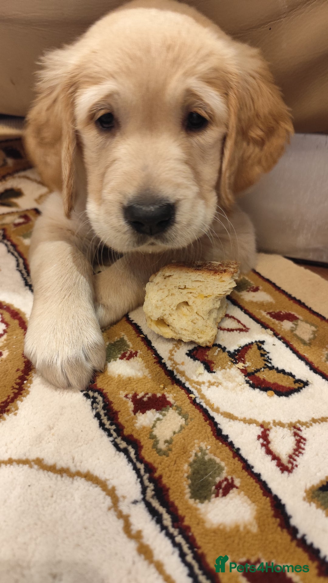 Golden Retriever dogs for sale: Gentle and loving Golden Retriever puppiess  - Image 8