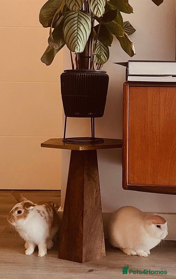 Mini Lop rabbits 2 Mini Lop Eared Rabbit Siblings - Advert 1