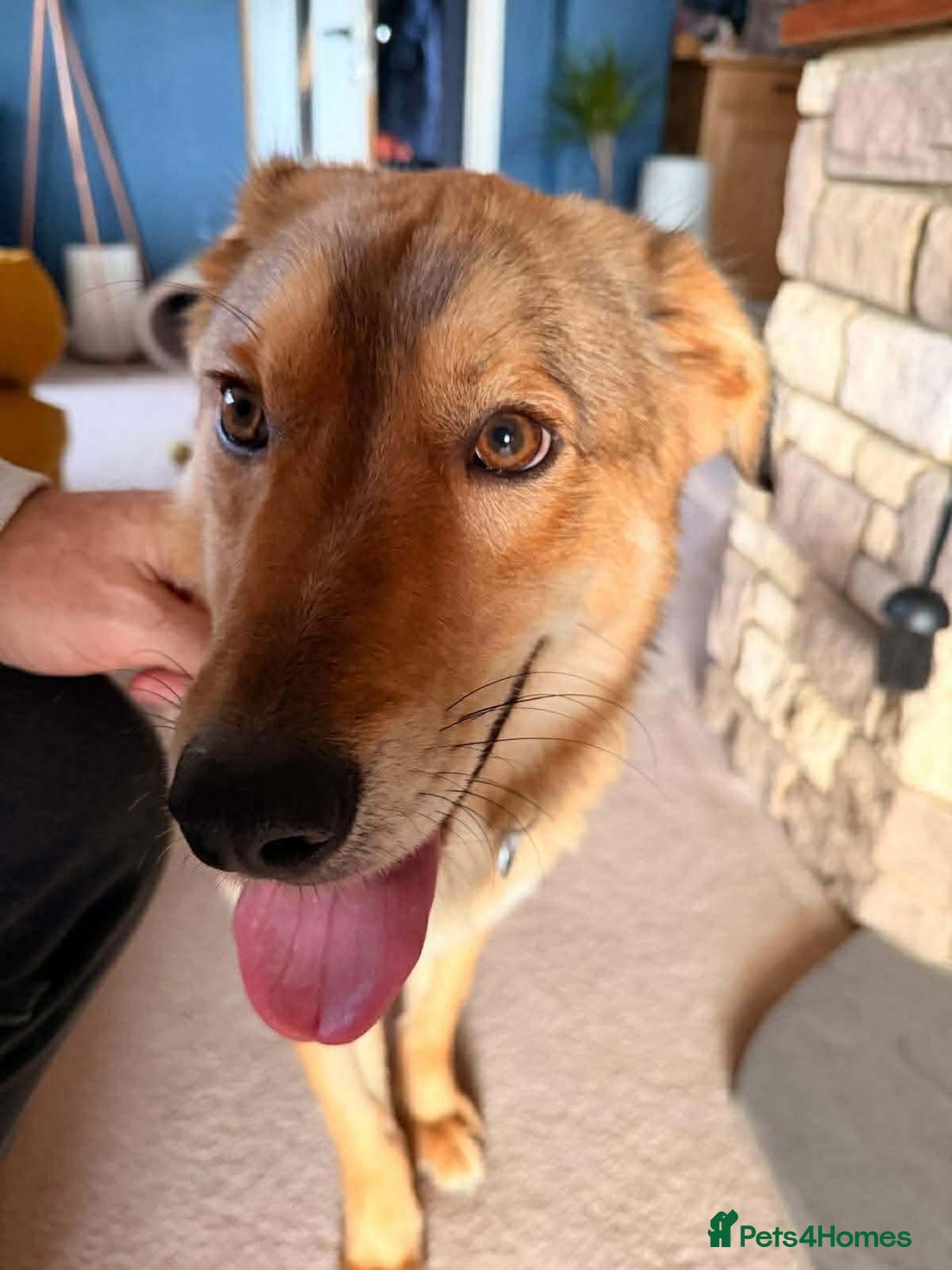 Mixed Breed dogs for adoption: Fox - Milton Keynes  - Advert 14