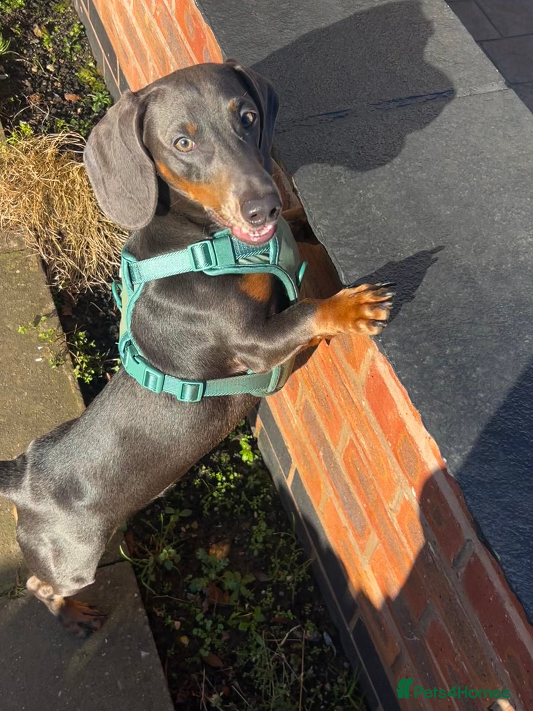 Dachshund dogs for sale: Blue and Tan Dachshund Boy Otis - Image 3