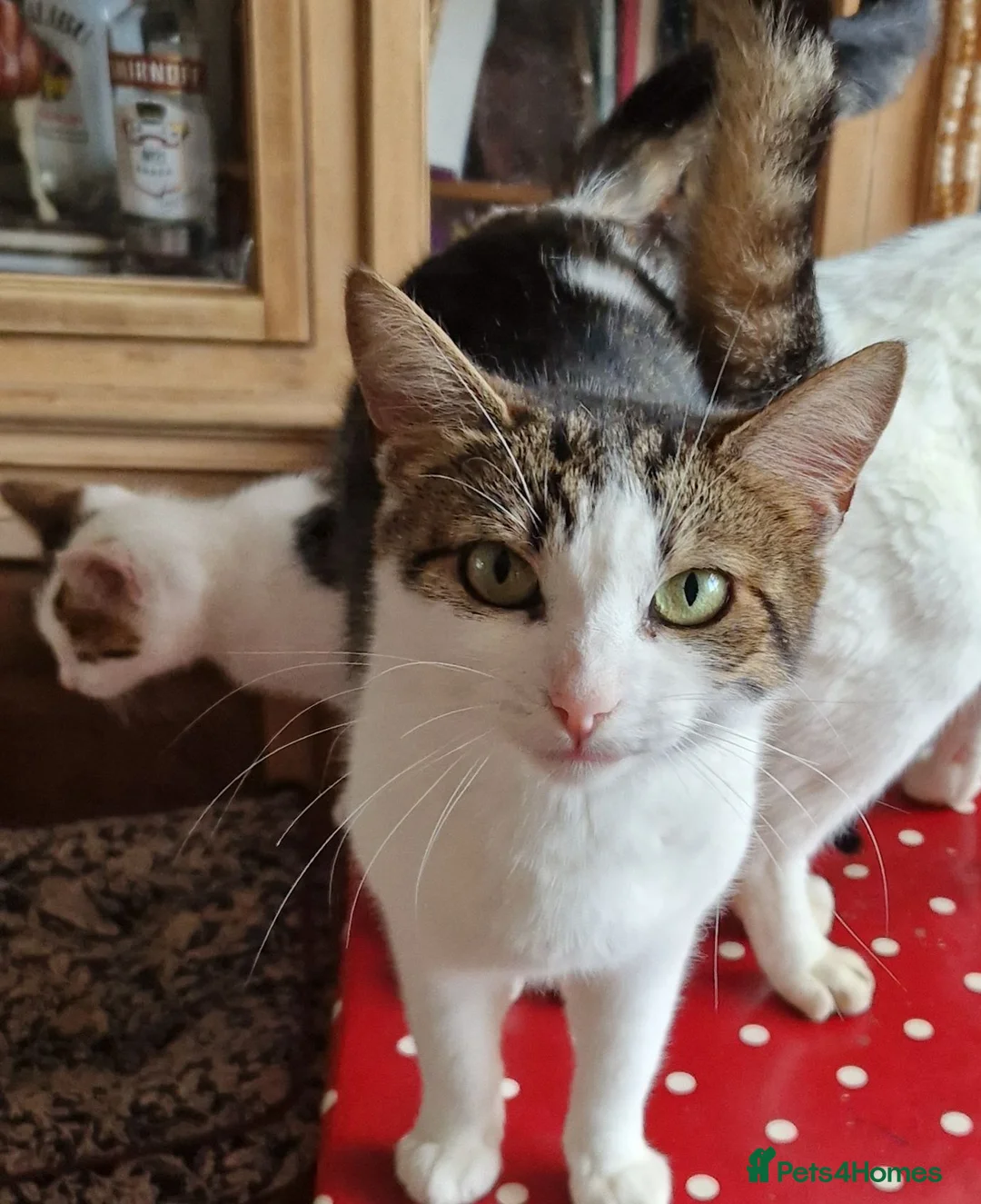 Mixed Breed cats for sale: Ready now Beautiful tabby kitties - Advert 1