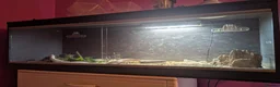 Corn Snake reptiles for sale: Albino corn snake  in Accrington - Advert 3