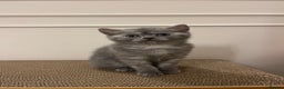 British Shorthair cats for sale: Beautiful BSH kittens, 1 girl, 1 boy available  - Advert 5