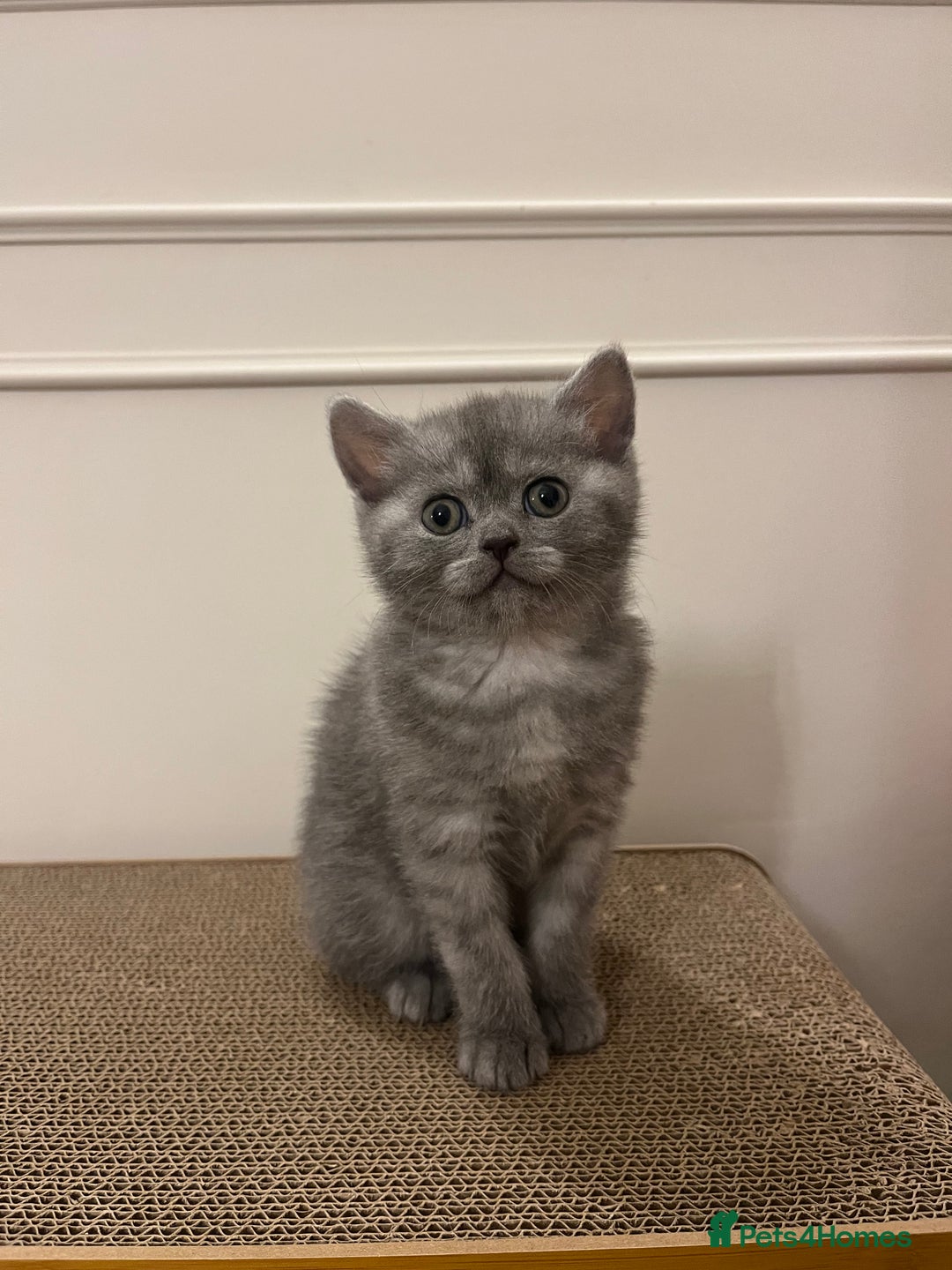 British Shorthair cats for sale: Beautiful BSH kittens, 1 girl, 1 boy available  - Advert 5
