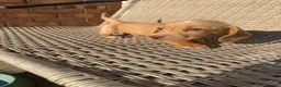 Miniature Dachshund dogs for sale: Long haired miniature dachshund - Advert 13