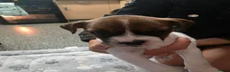 Mixed Breed dogs for sale: French bull dogs cross jack Russell  - Advert 7