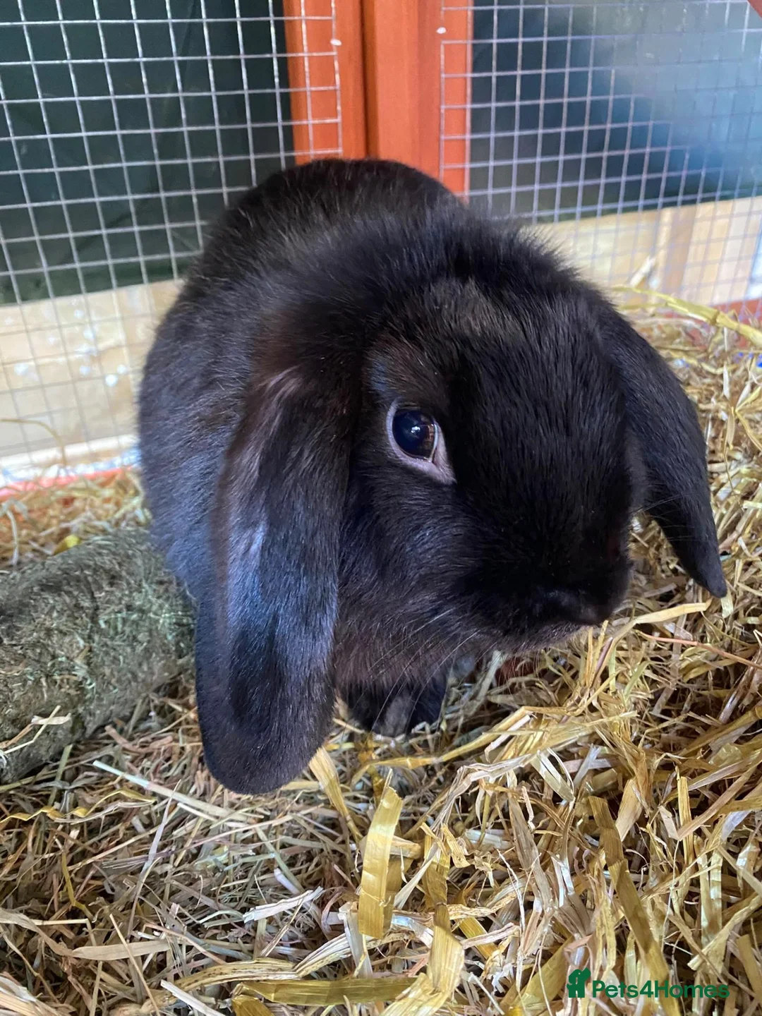 Mini Lop rabbits for sale: Rabbit, hutch and cover in Stevenage - Advert 2