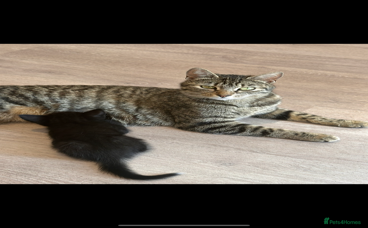 British Longhair cats - Advert 1