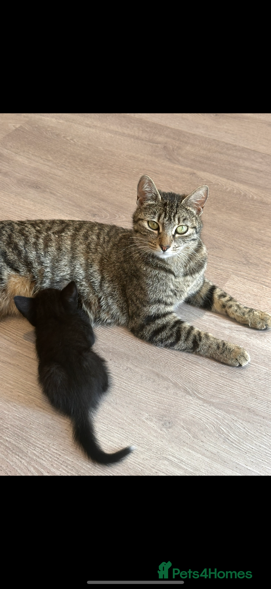 British Longhair cats for sale: 3 female kittens available  - Image 1