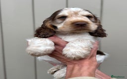 Cocker Spaniel dogs for sale: Quality Simbawood Sable Show Type Cocker Spaniels  - Image 5