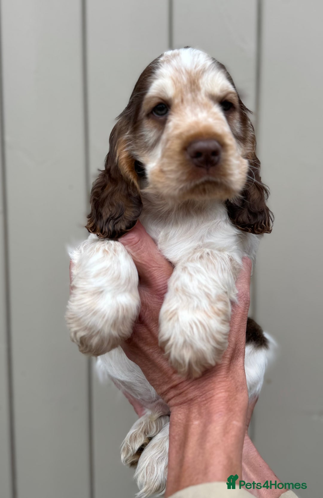Cocker Spaniel dogs for sale: Quality Simbawood Sable Show Type Cocker Spaniels  - Image 5