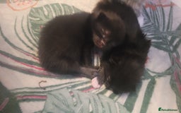 Mixed Breed cats for sale: Mixed maincoons  - Advert 9