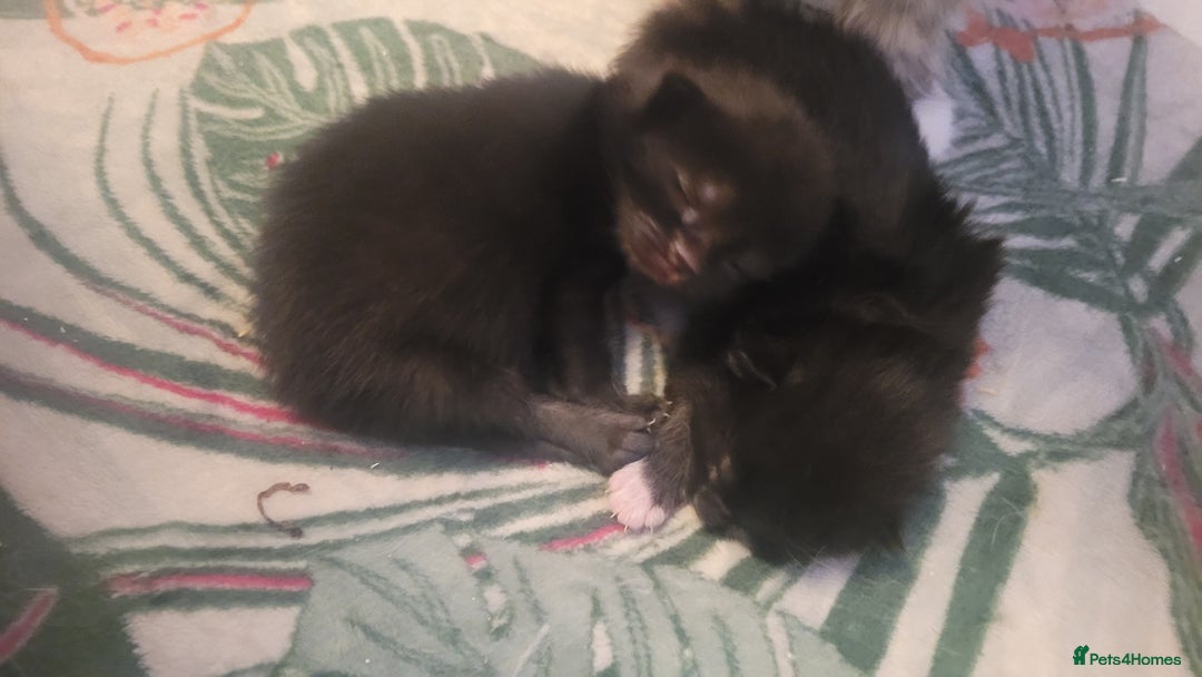 Mixed Breed cats for sale: Mixed maincoons  - Advert 9