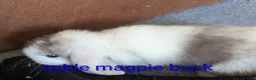 Mini Lop rabbits for sale: Pure bred minilops - Advert 16