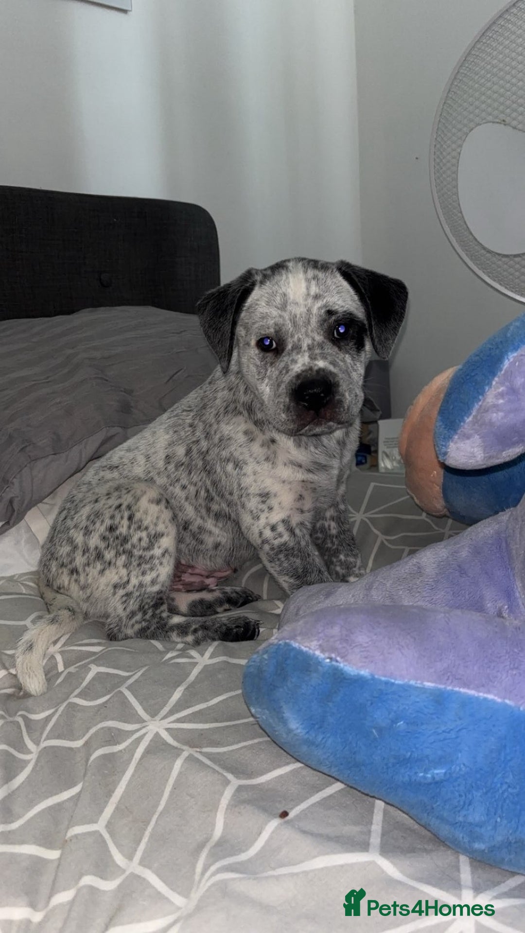 Mixed Breed dogs for sale: prince  - Image 1