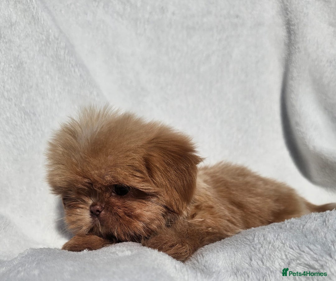 Shih Tzu dogs for sale: Ready now looking for their forever homes  - Image 12