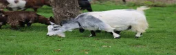 Goats livestock for sale: Pygmy Goat Club registered goats  - Advert 4