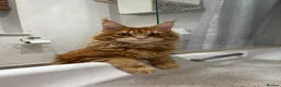 Ragcoon cats for sale: Mâine Coon x Ragdoll, Ragcoon kittens available  - Advert 13