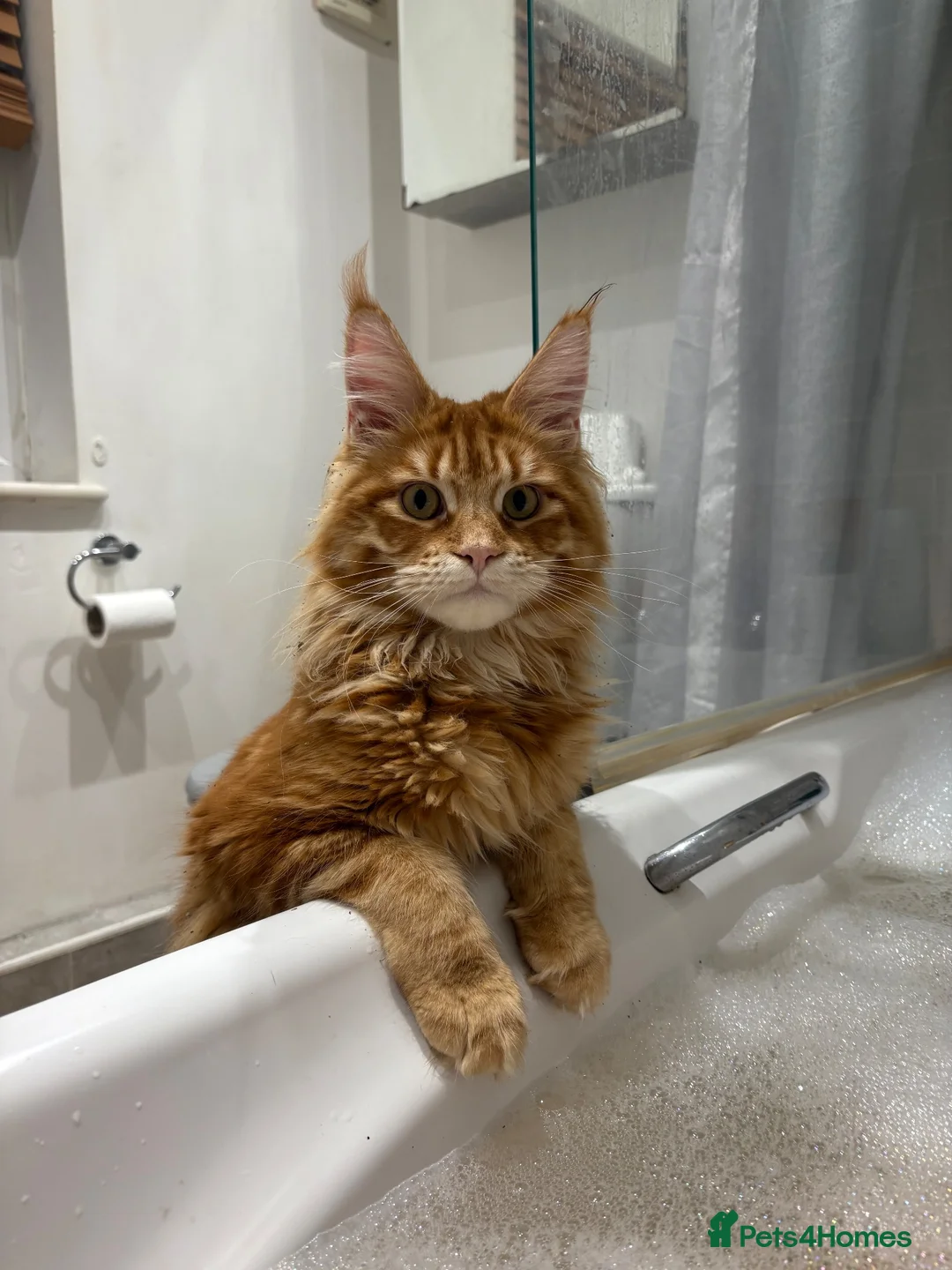Ragcoon cats for sale: Mâine Coon x Ragdoll, Ragcoon kittens available  - Advert 13